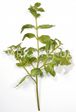 Базилик