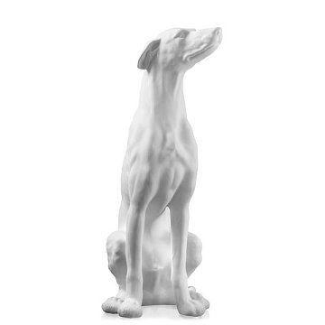 Greyhound Bisc. White