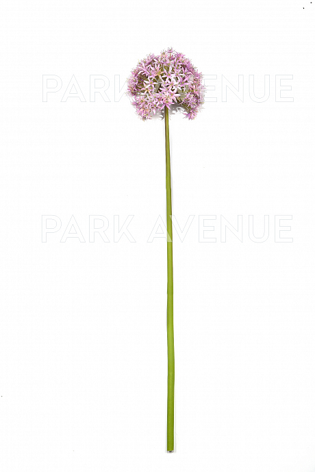 ALLIUM GIGANTE REAL